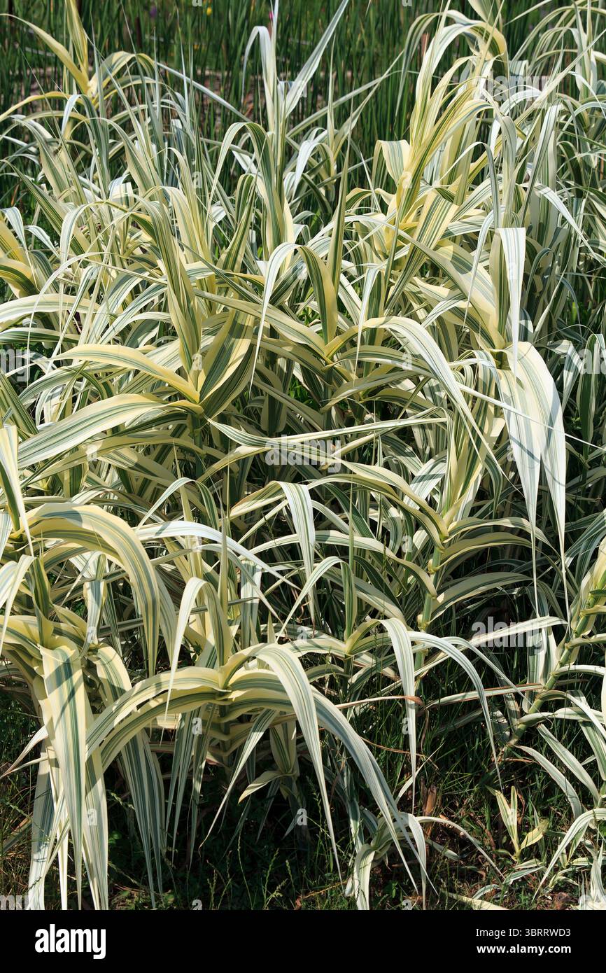 Ein dichter Haufen Ziergras mit langen, schlanken Blättern. Die Blätter sind grün und weiß gestreift, was ein lebendiges Aussehen in einem natürlichen Setting schafft Stockfoto