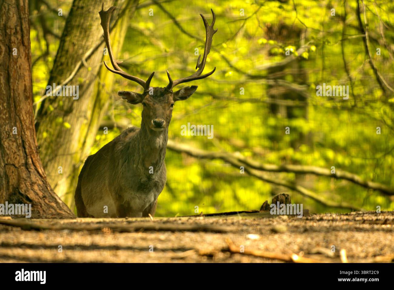 Ein majestätischer Hirsch mit Geweih steht wachsam in einem sonnendurchfluteten Wald und blickt direkt auf den Betrachter inmitten von lebendigem Grün. Stockfoto