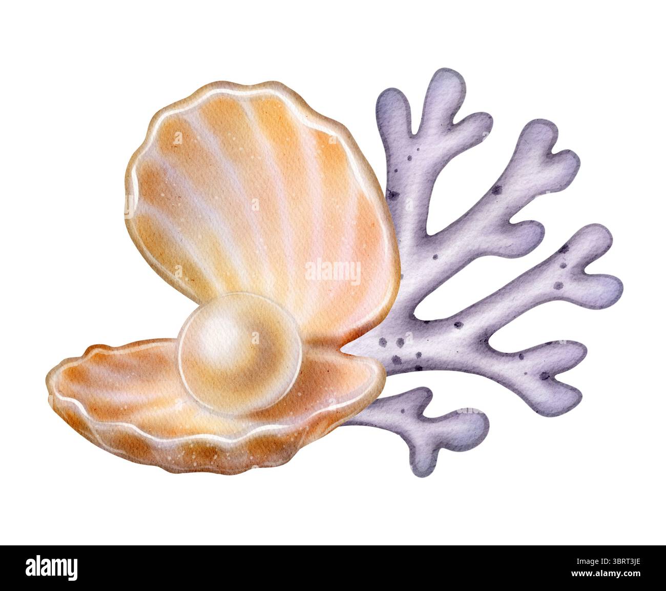 Offene Muschel mit Perle und violettem Korallenzweig. Handgezeichnete Aquarellillustration. Isoliert auf weißem Hintergrund. Perfekt für Sommerdekor, Marine Stockfoto