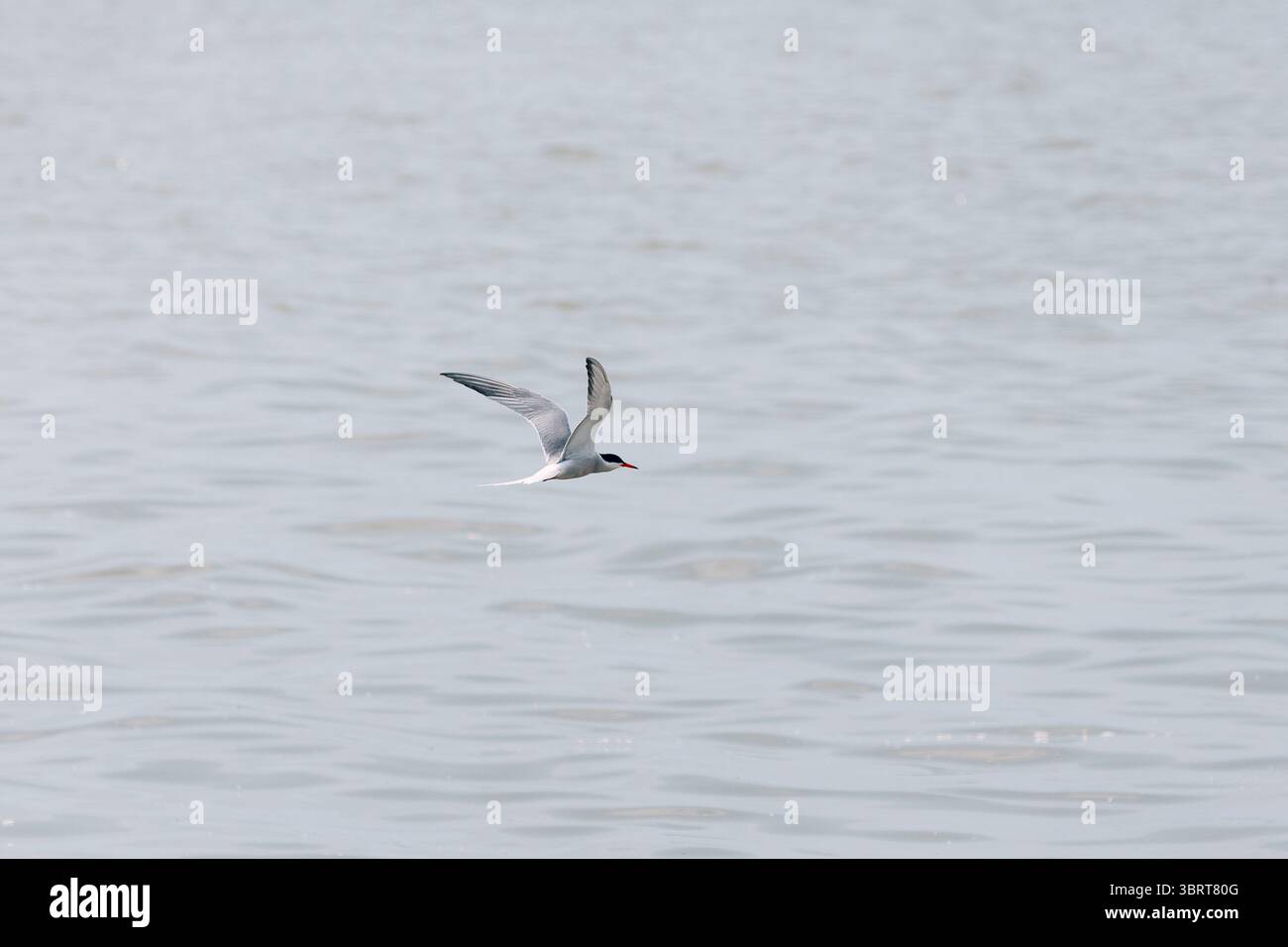 Seeschwalben, die anmutig über eine ruhige Wasseroberfläche schweben, Flügel voll ausgestreckt in einer ruhigen natürlichen Umgebung Stockfoto