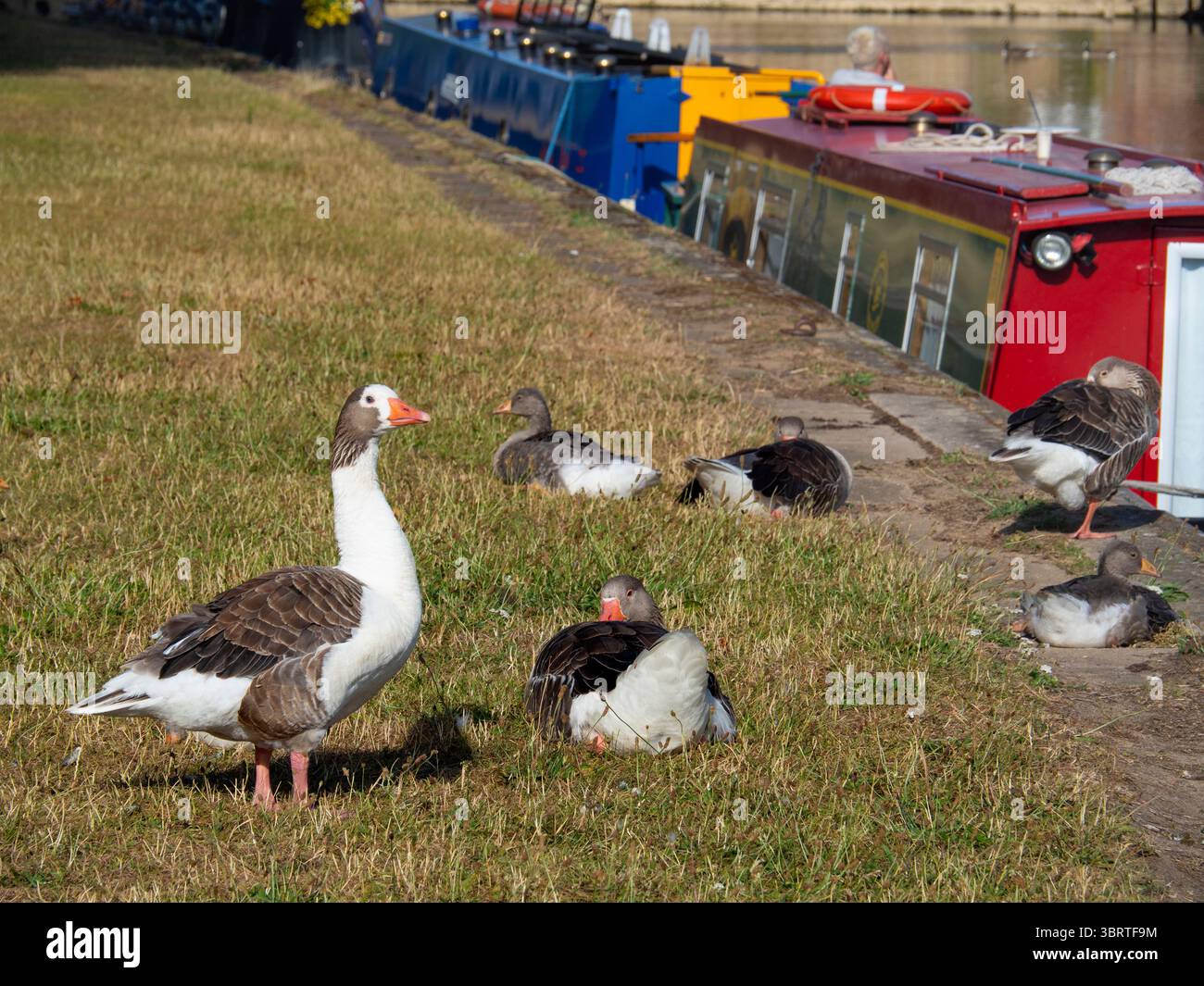 Diese hübsche Gruppe von Greylag-Gänsen und Gänsen ruht am Ufer der Themse an der Abingdon Bridge. Anser Anser hat ein charakteristisch meliertes und gekörntes grau-weißes Gefieder, einen orangen Schnabel und rosa Beine; es ist weit verbreitet in Europa und Asien. Greylag ist der Vorfahre der meisten Hausgansrassen, die mindestens 1400 v. Chr. domestiziert wurden. Stockfoto