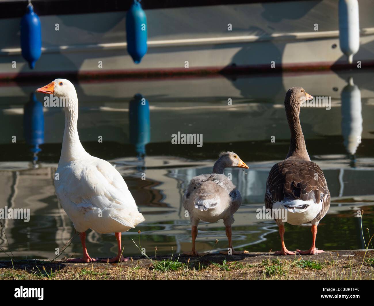 Diese hübsche Gruppe von Greylag-Gänsen und Gänsen ruht am Ufer der Themse an der Abingdon Bridge. Anser Anser hat ein charakteristisch meliertes und gekörntes grau-weißes Gefieder, einen orangen Schnabel und rosa Beine; es ist weit verbreitet in Europa und Asien. Greylag ist der Vorfahre der meisten Hausgansrassen, die mindestens 1400 v. Chr. domestiziert wurden. Stockfoto