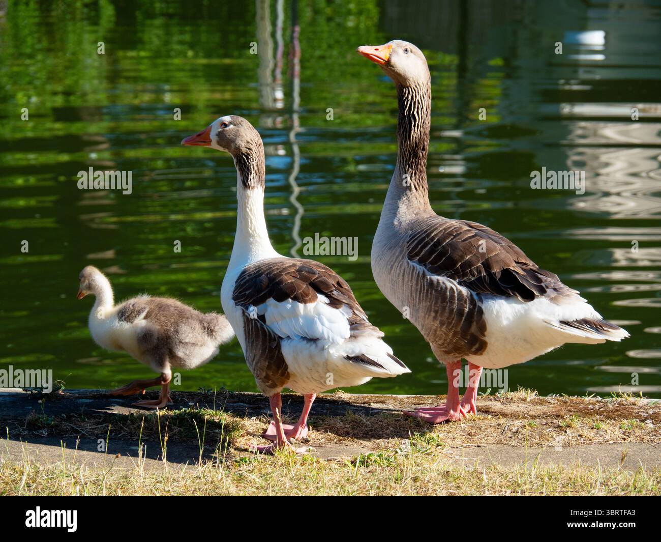 Diese hübsche Gruppe von Greylag-Gänsen und Gänsen ruht am Ufer der Themse an der Abingdon Bridge. Anser Anser hat ein charakteristisch meliertes und gekörntes grau-weißes Gefieder, einen orangen Schnabel und rosa Beine; es ist weit verbreitet in Europa und Asien. Greylag ist der Vorfahre der meisten Hausgansrassen, die mindestens 1400 v. Chr. domestiziert wurden. Stockfoto