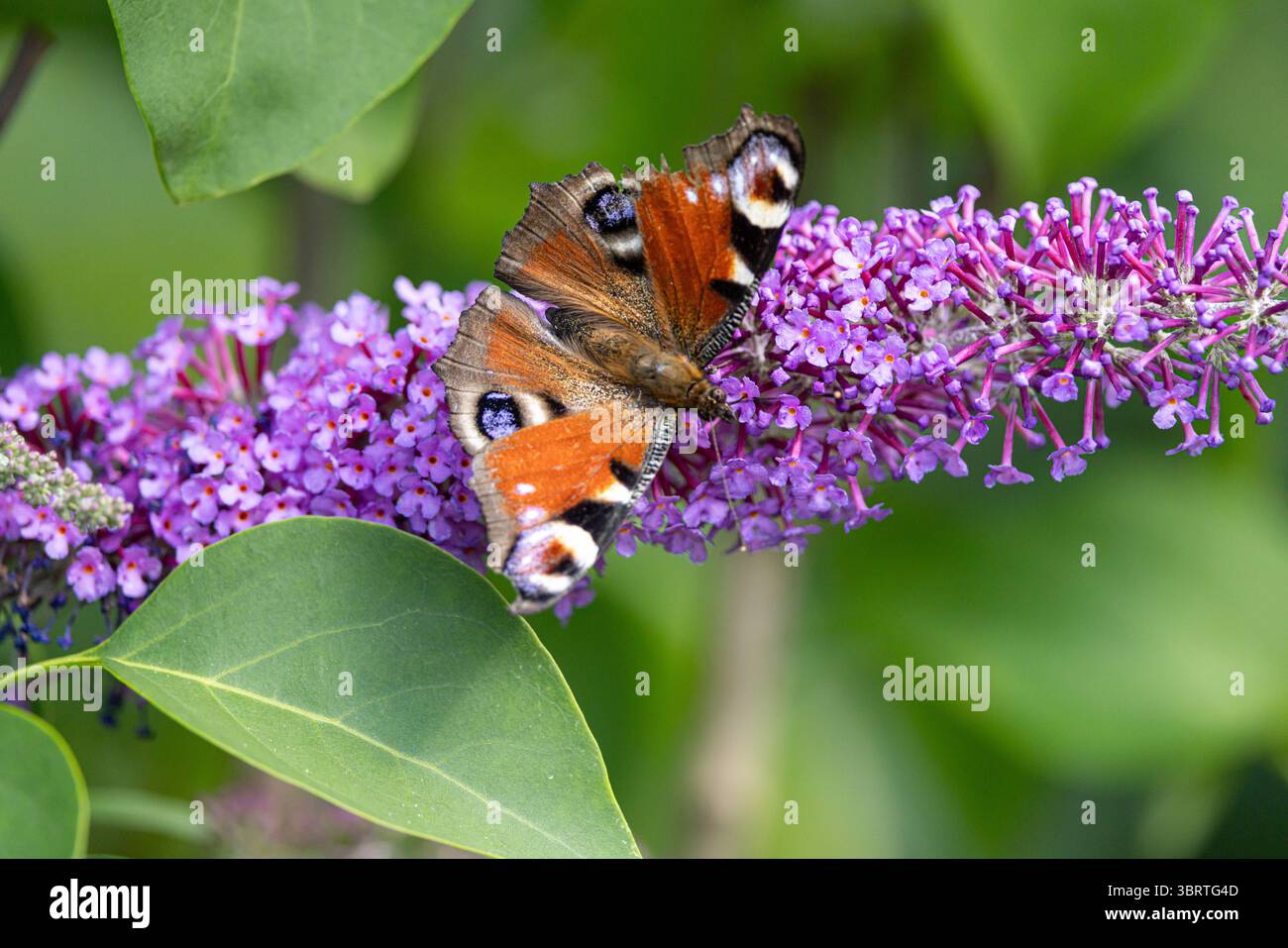 Tagpfauenauge wiss: Aglais io saugt Nektar auf einem Blütenstand des gemeinen Flieders Syringa vulgaris Tagpfauenauge wiss: Aglais ioauf einem Blütenstand des gemeinen Flieders *** Pfauenfalter wiss Aglais io saugen Nektar auf einer Blütenstand des gemeinen Flieders Syringa vulgaris Pfauenfalter wiss Aglais io auf einer Blütenstand des gemeinen Flieders Stockfoto