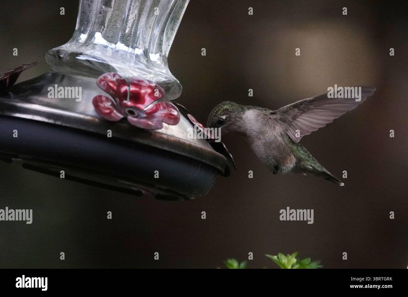 30. August 2020, Memphis, Tennessee, USA: Ein Vogel hält während der Kolibri-Wanderung am 30. August 2020 durch die südlichen bundesstaaten in der Nähe des Mississippi River Flyway in Tennessee. Leuchtend farbige Blüten, die röhrenförmig sind, halten den meisten Nektar und sind besonders für Kolibris attraktiv. Zutaten für die Eigenherstellung: Raffinierter weißer Zucker, Wasser. Anweisungen für die Herstellung von sicherem Kolibri-Futter: 1 Teil Zucker mit 4 Teilen Wasser mischen (z. B. 1 Tasse Zucker mit 4 Tassen Wasser), bis der Zucker sich gelöst hat. Keine rote Farbe hinzufügen Füllen Sie Ihre Kolibri-Futtermittel mit dem Zuckerwasser und Stockfoto