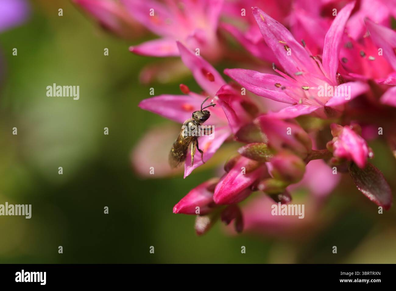 Lasioglossum sp. Lasioglossum sp. Über eine nicht identifizierte Blume oder Pflanze Stockfoto