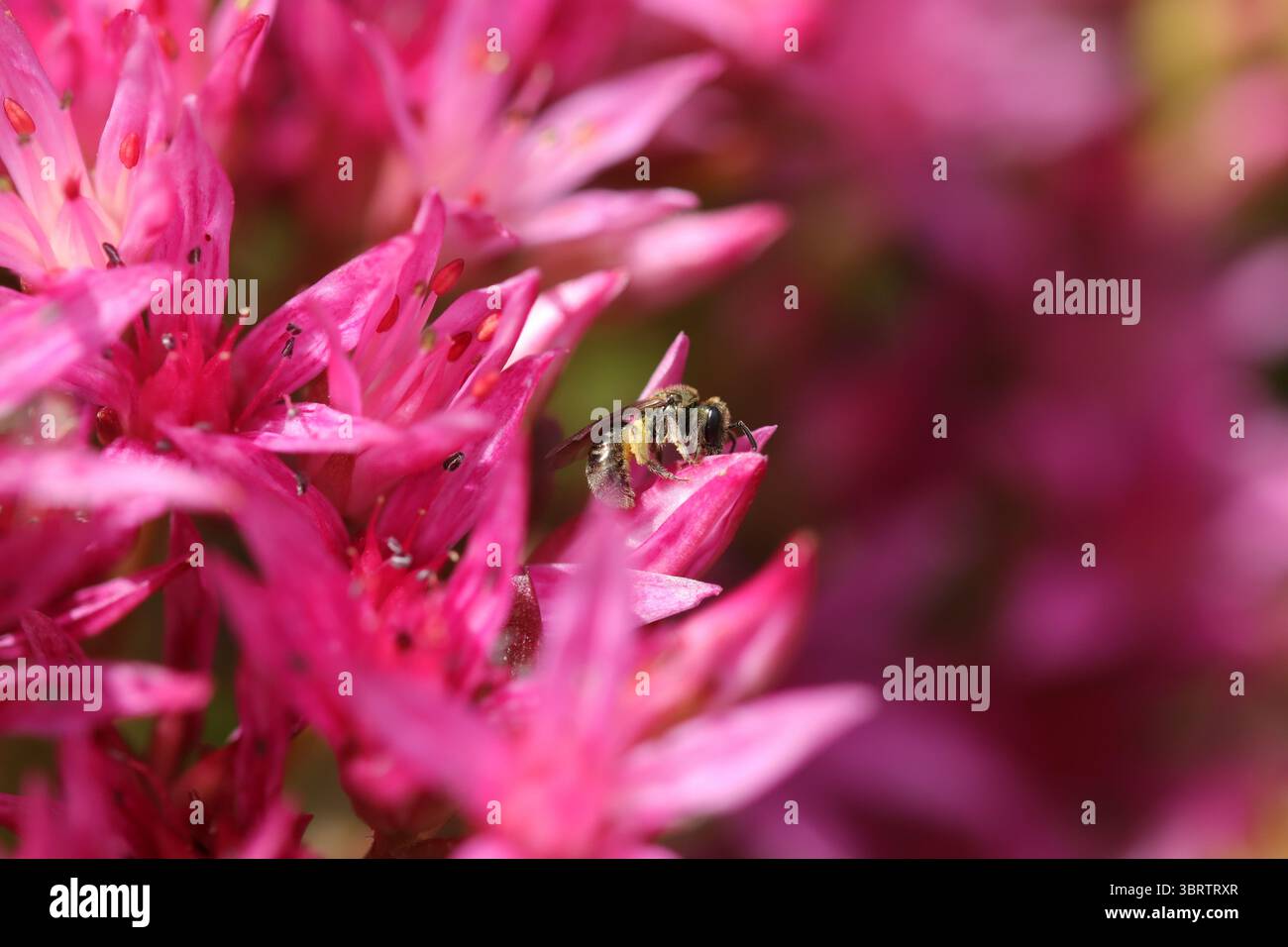 Lasioglossum sp. Lasioglossum sp. Über eine nicht identifizierte Blume oder Pflanze Stockfoto