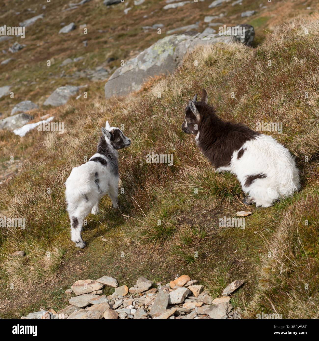 Ziegen in den Bergen von Eryri, Nordwales Stockfoto