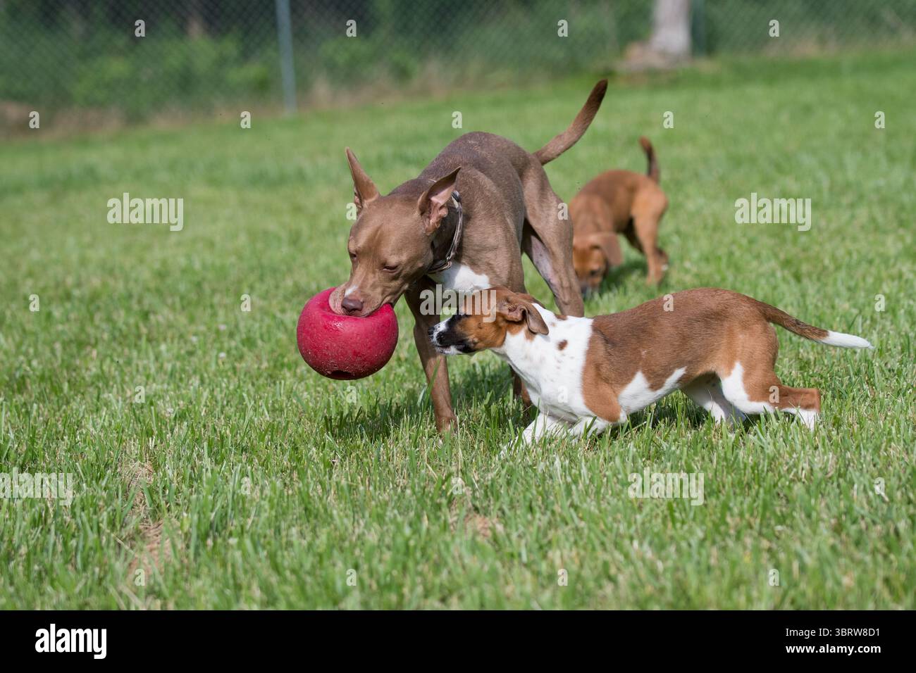 Drei Hunde spielen zusammen im Hof Stockfoto