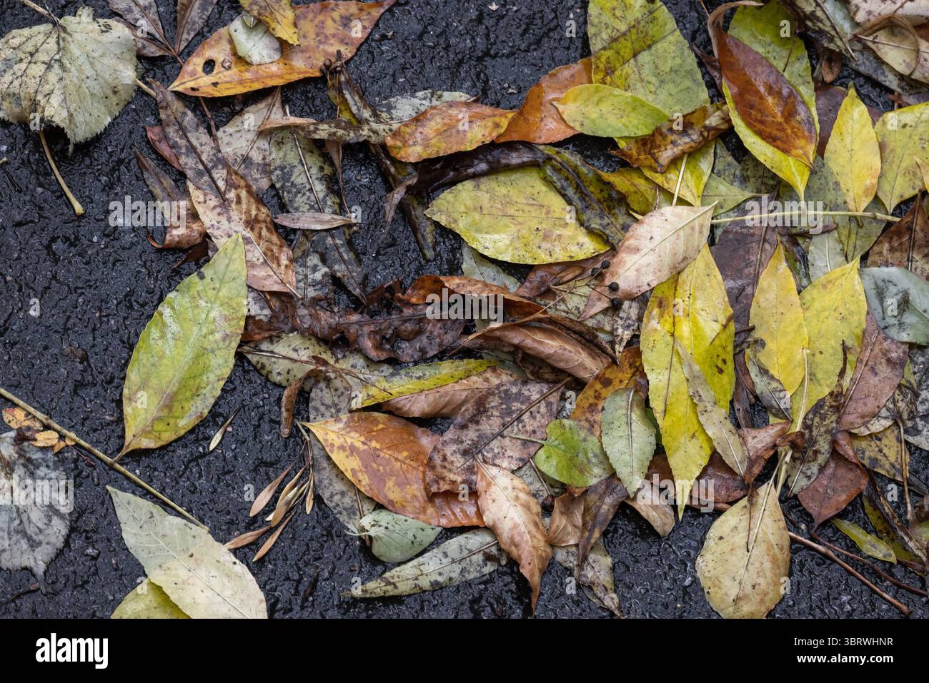 Herbstlaub in verschiedenen Farbtönen ruhen auf einer nassen Asphaltoberfläche, was die Schönheit und den Übergang veranschaulicht, die mit dem Herbst verbunden sind. Die lebendigen Farben sind hoch Stockfoto