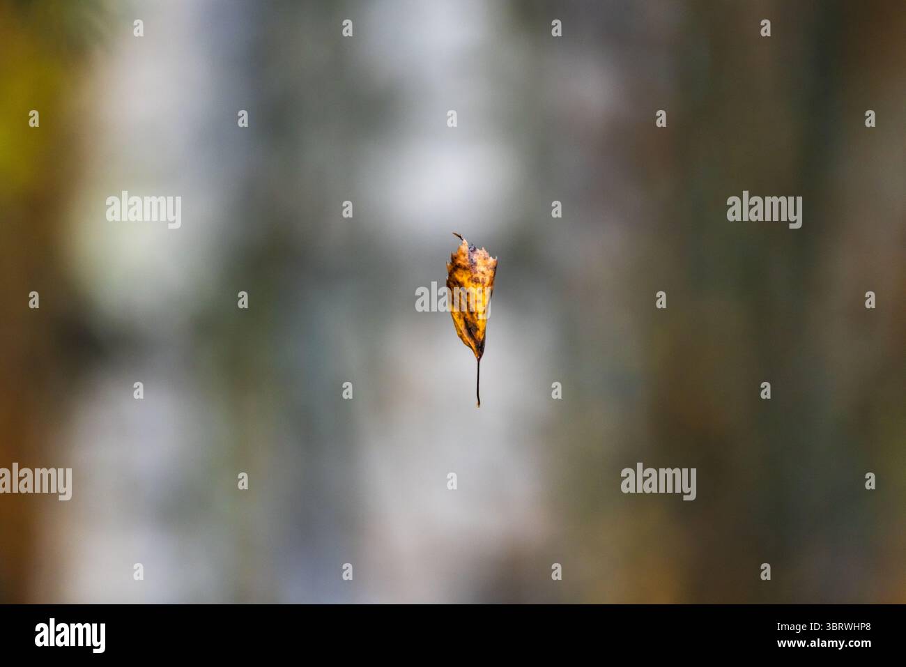 Ein detailreicher Schnappschuss, der ein einzelnes Herbstblatt vor einem unscharfen natürlichen Hintergrund einfängt und die Schönheit des saisonalen Verfalls unterstreicht Stockfoto