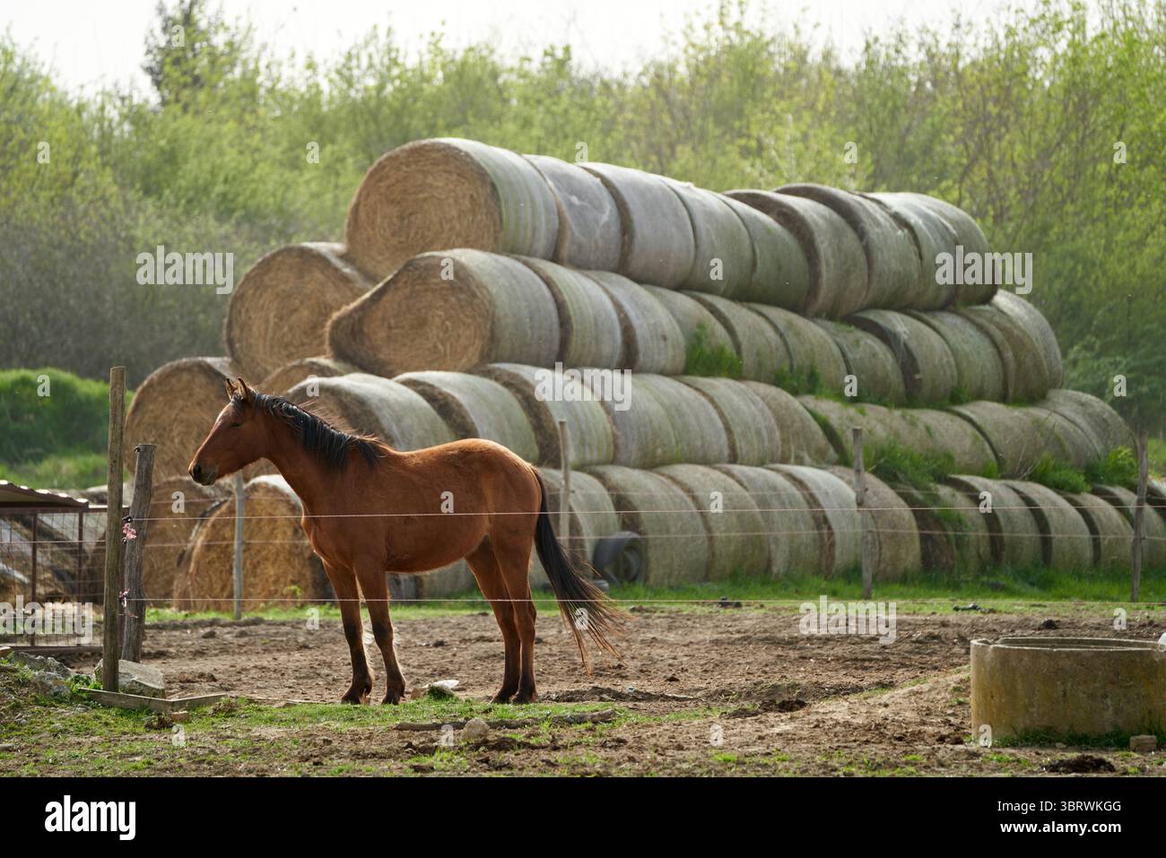 Ländliches Ungarn, braunes Pferd hinter elektrischem Zaun mit riesigen Heuballen Stockfoto