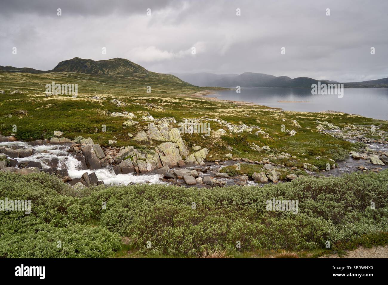 Hochlandlandschaft - niedrige Büsche, schnell fließender Bach, See und Berge im trüben Hintergrund in Norwegen, in der Nähe von Uvdal Stockfoto