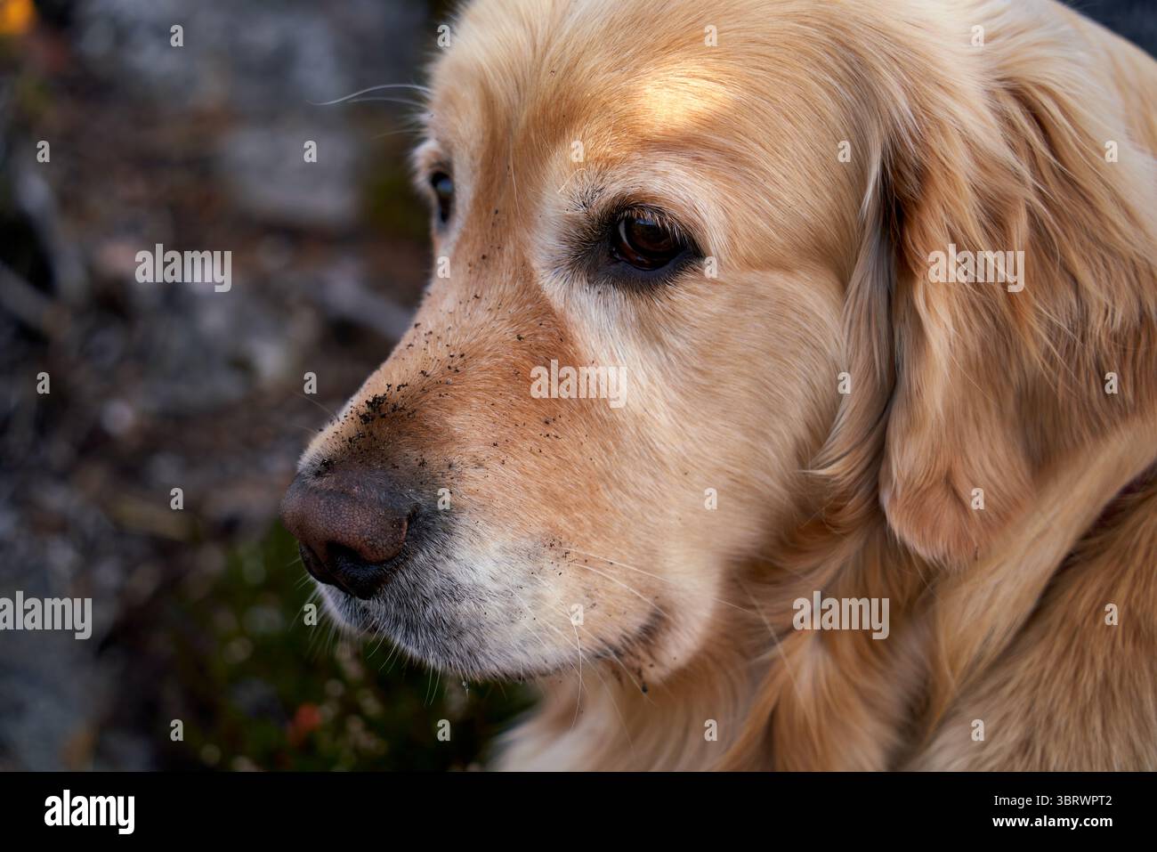 Niedliches Golden Retriever Nahaufnahme Porträt mit schmutziger Nase, direkt nach dem Graben Stockfoto
