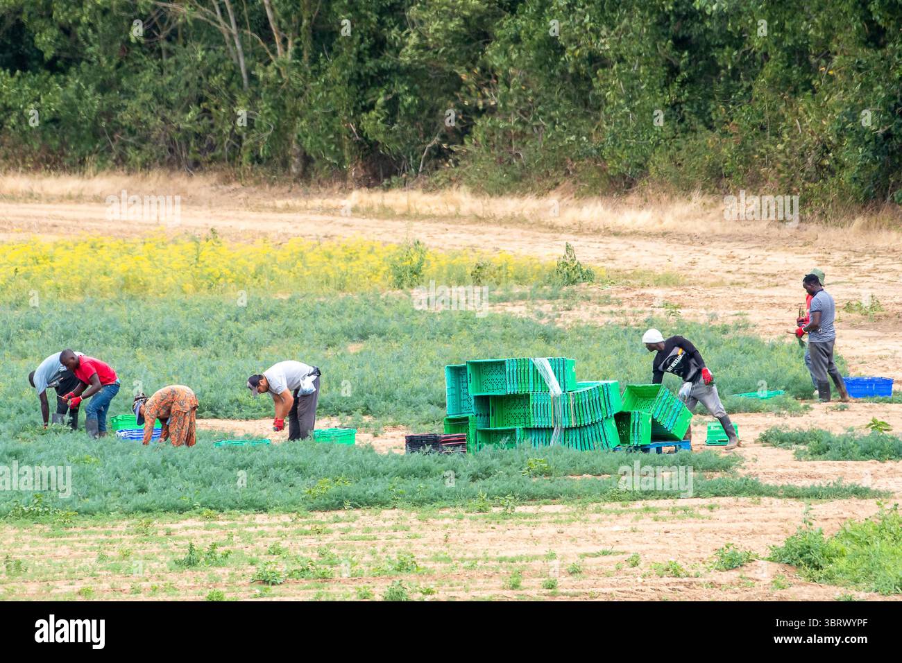 Taplow, Buckinghamshire, Großbritannien. Juli 2025. Saisonarbeiter pflücken auf einer Farm in Taplow, Buckinghamshire. Nach der Hitzewelle ist der Boden sehr trocken, aber für morgen werden Gewitterschauern prognostiziert, so dass ein gewisser Druck besteht, die Ernte vor dem Regen zu ernten. Quelle: Maureen McLean/Alamy Live News Stockfoto