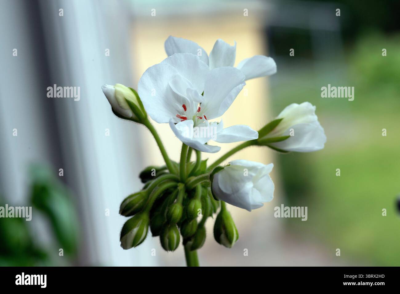 Nahaufnahme einer weißen Geranie drinnen Stockfoto