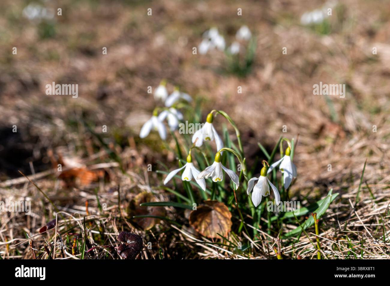 Zarte Schneeglöckchen tauchen aus braunem Gras unter hellem Sonnenlicht in einer üppigen Gartenumgebung auf. Stockfoto