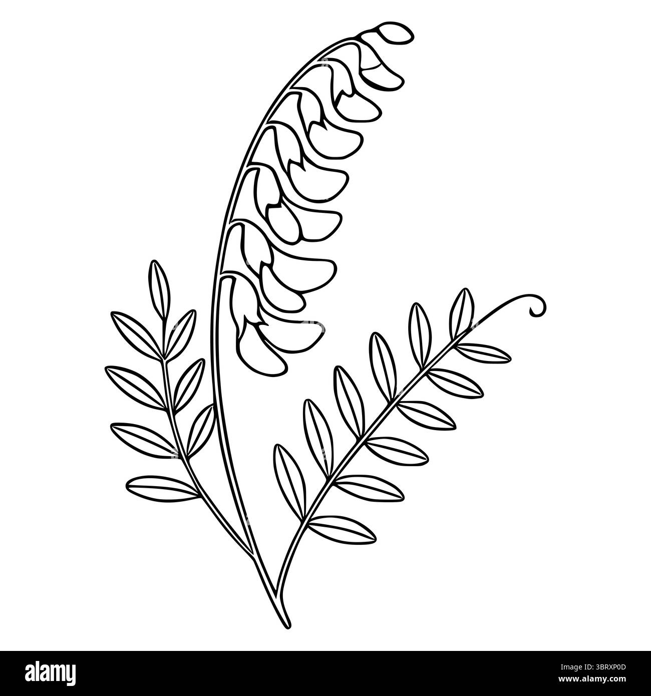 Elegante Vektor-Illustration einer getufteten Wicke Blume mit detaillierten Blättern, zeigt einen zarten botanischen Linienart-Stil perfekt für Design-Projekte. Stock Vektor