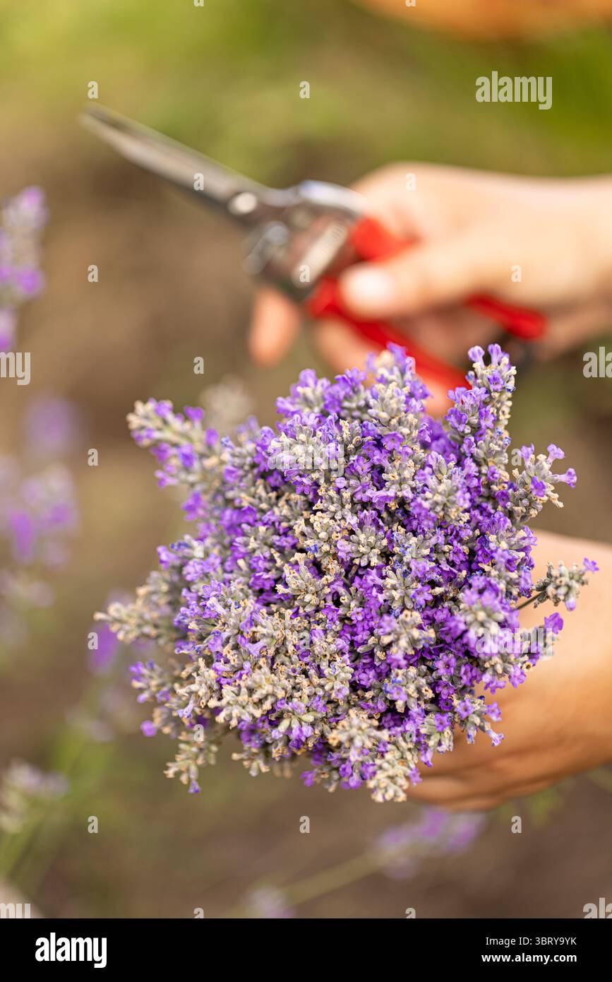Bouquet frisch geschnittener Lavendelblüten, Nahaufnahme Stockfoto