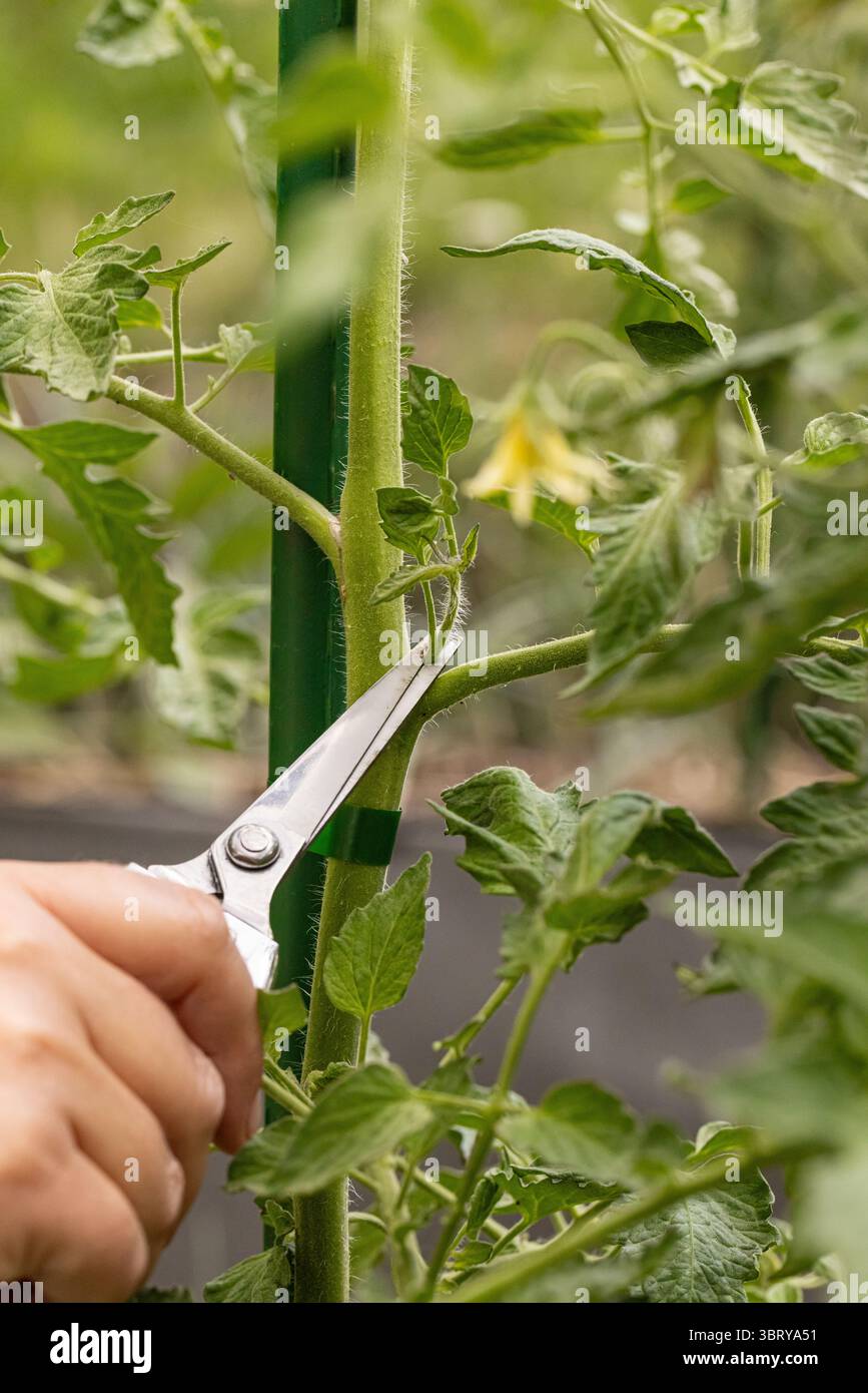 Nahaufnahme der Hände Tomatenpflanzen mit einer Schere schneiden, gesundes Wachstum fördern und den Ertrag in einem Gemüsegarten maximieren Stockfoto