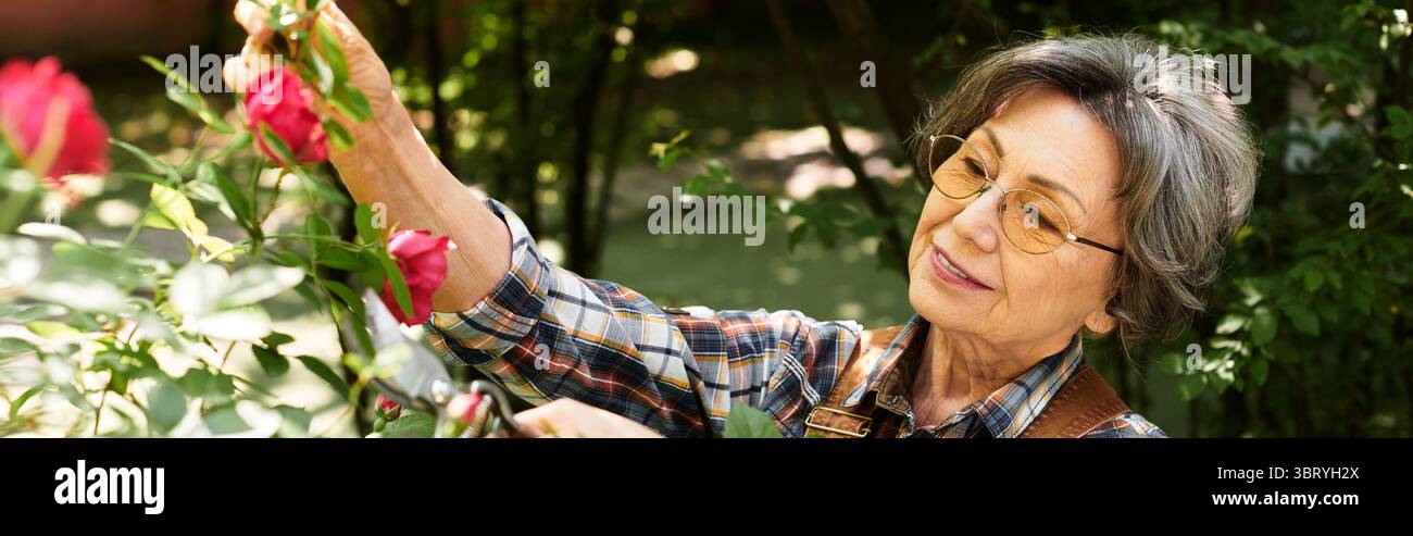 Die Seniorin pflegt sanft leuchtende Rosen und genießt die Ruhe ihres üppigen Gartens. Stockfoto