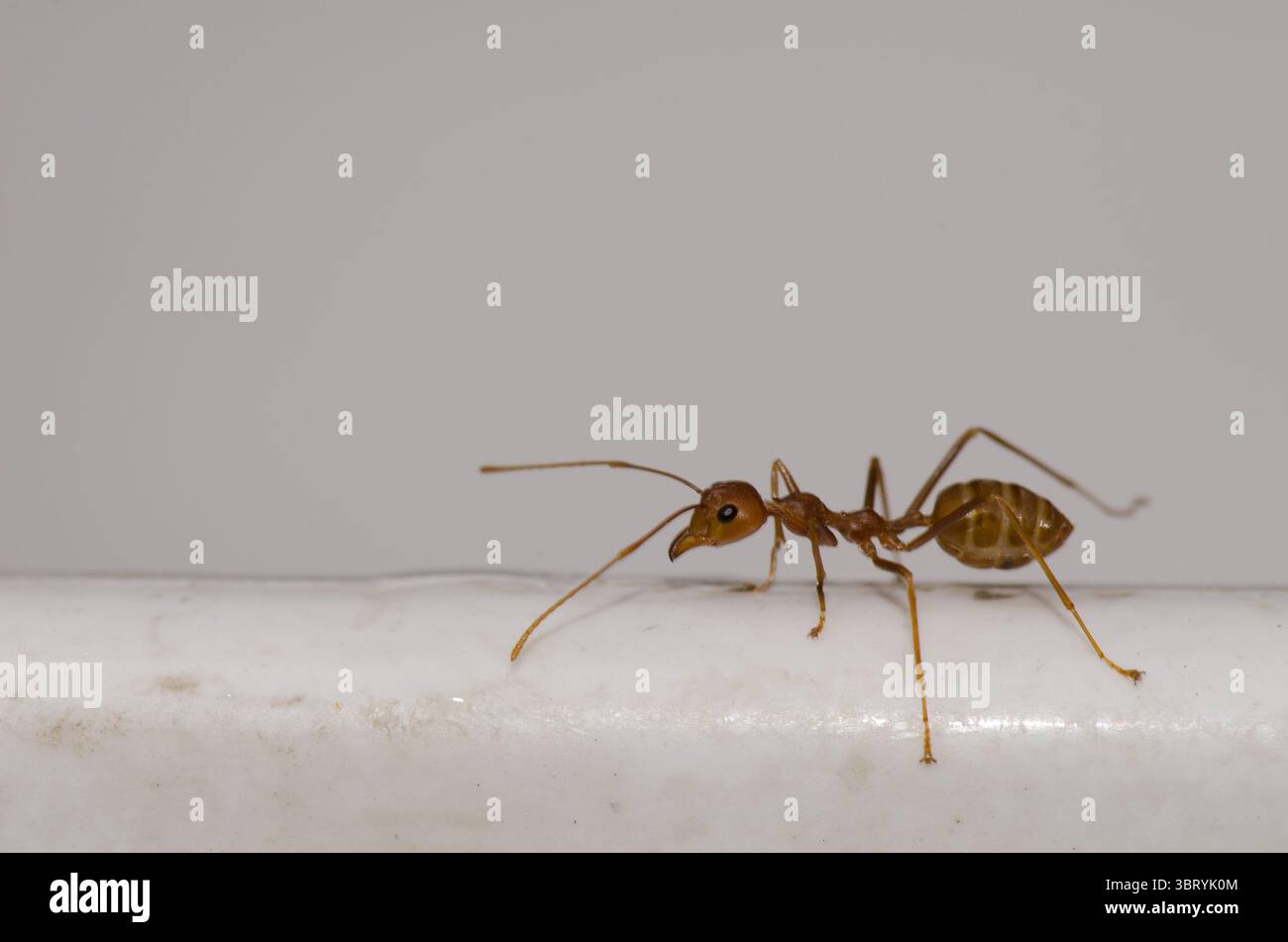 Gelbe verrückte Ameise Anoplolepis gracilipes. Bezirk Hoa Lu. Provinz Ninh Binh. Vietnam. Stockfoto