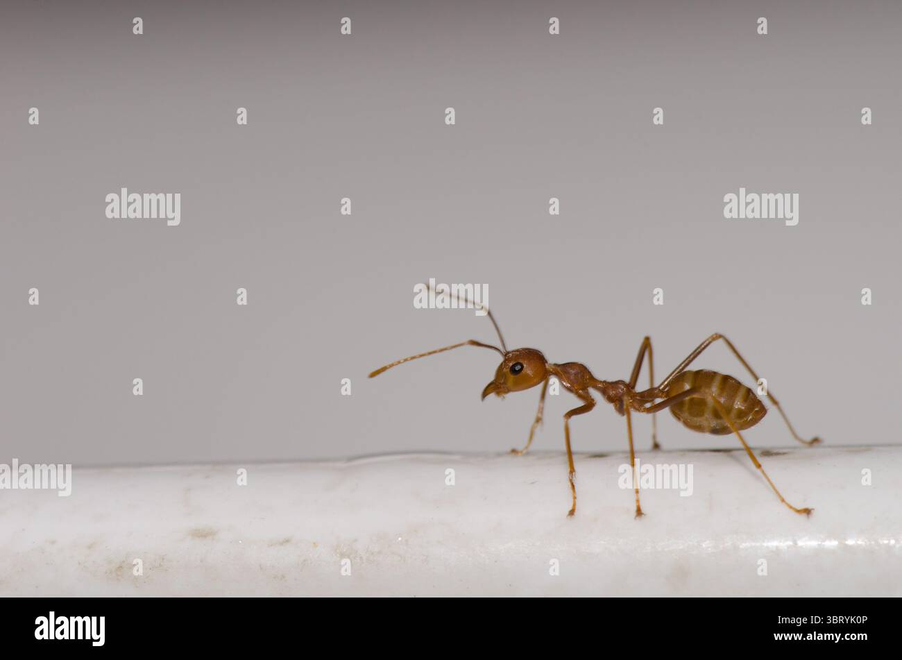Gelbe verrückte Ameise Anoplolepis gracilipes. Bezirk Hoa Lu. Provinz Ninh Binh. Vietnam. Stockfoto