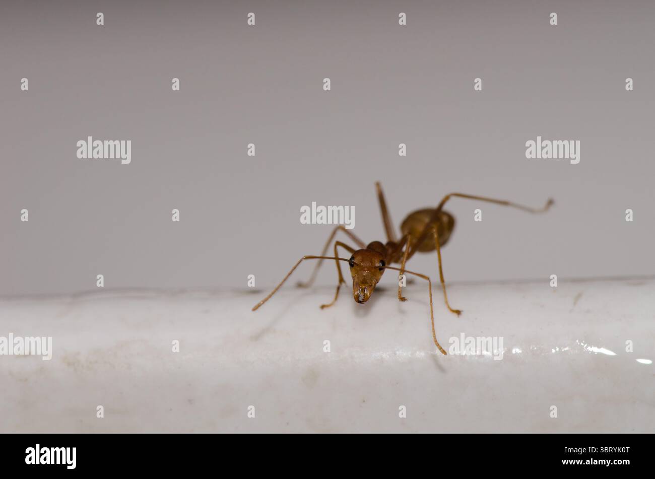 Gelbe verrückte Ameise Anoplolepis gracilipes. Bezirk Hoa Lu. Provinz Ninh Binh. Vietnam. Stockfoto