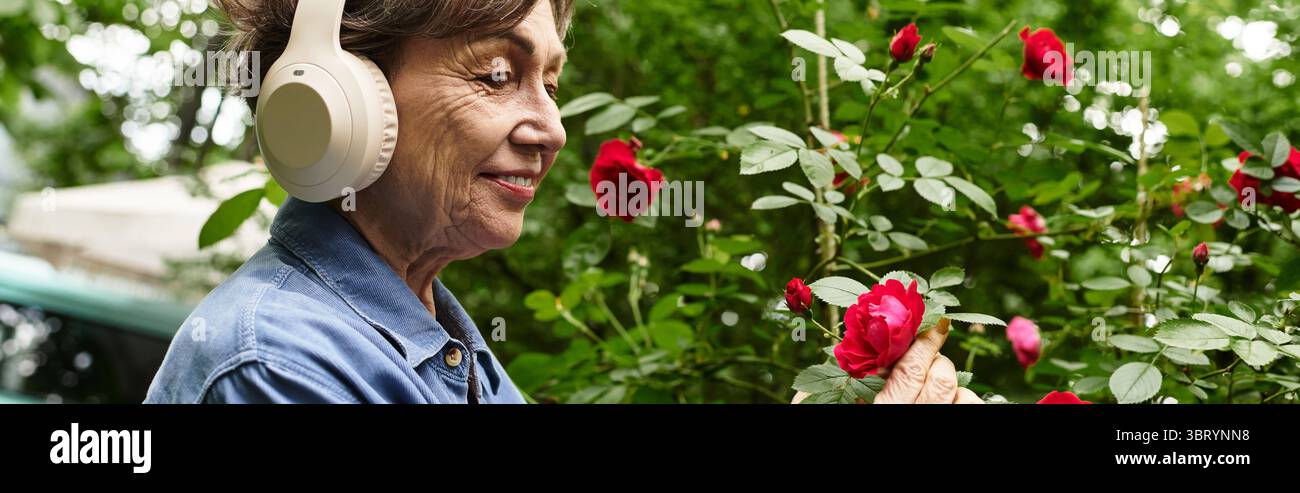 Eine ältere Frau lächelt, während sie zu leuchtenden roten Rosen neigt und Musik in ihrem Garten genießt. Stockfoto
