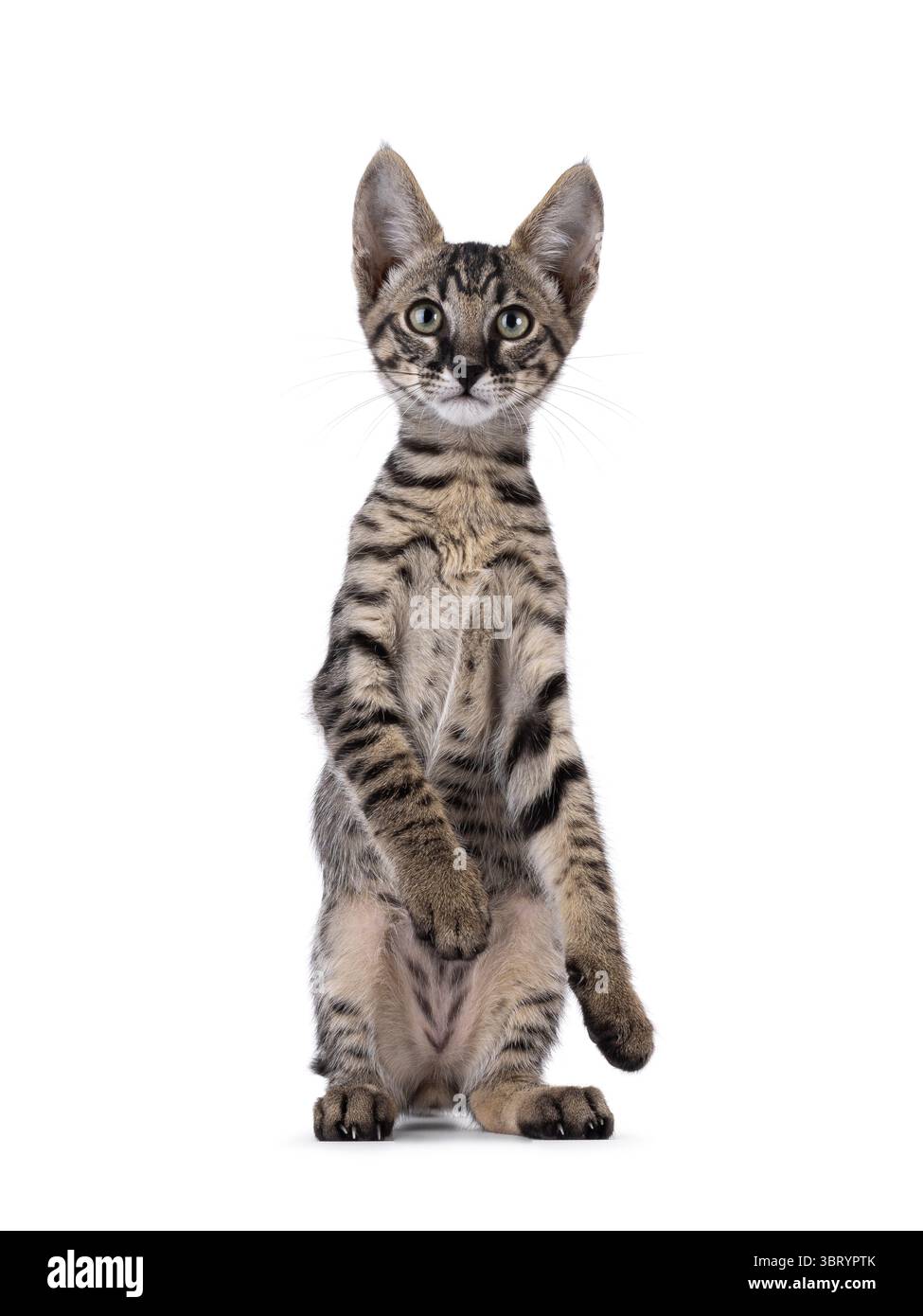 Süßes schwarzes, tabbygepunktetes Savannah-Katzenkätzchen, das wie ein Erdmännchen vorne sitzt. Blick direkt auf die Kamera. Isoliert auf weißem Hintergrund. Stockfoto