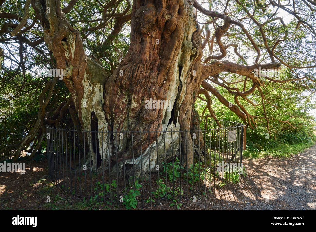 Alte Eibe auf dem Gelände der St. George's Church in Crowhurst, East Sussex UK, vermutlich 1300 Jahre alt Stockfoto