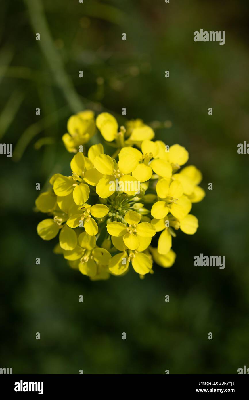 Senfblume im grünen Gras auf dem Feld. Wilde gelbe Blume. Stockfoto