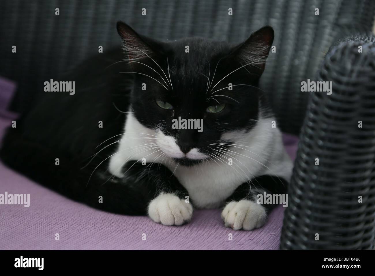 Eine schwarz-weiße Katze sitzt auf einem Stuhl in Dubrovnik, Kroatien Stockfoto
