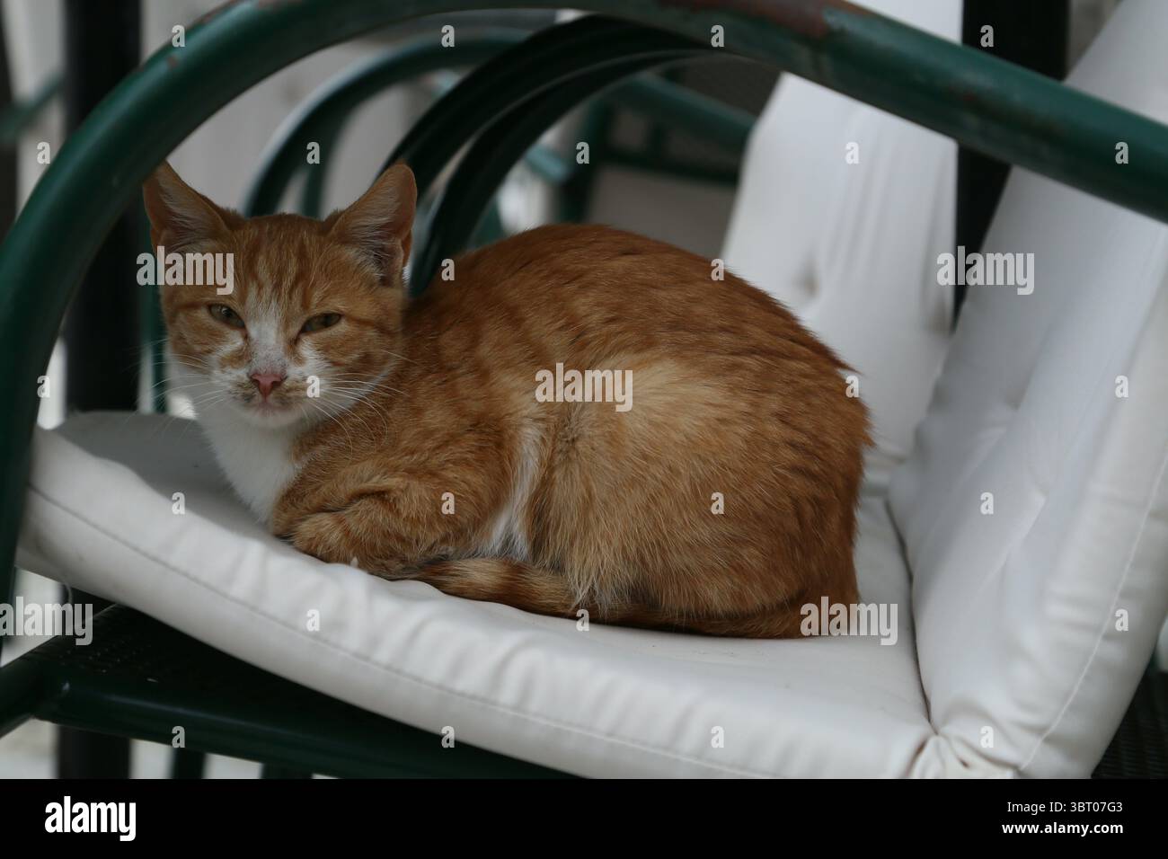 Eine Ingwer-weiße Katze sitzt auf einem Stuhl in Dubrovnik, Kroatien Stockfoto