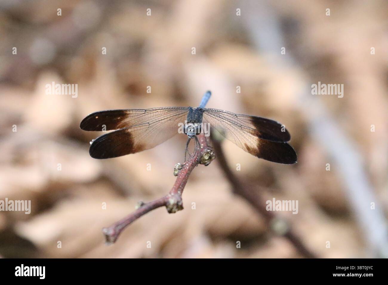 Große Holzskimmer Libelle - Uracis fastigiata Stockfoto