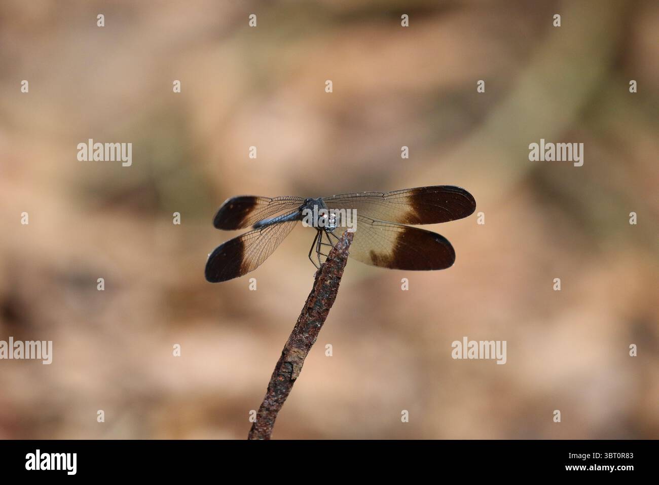 Große Holzskimmer Libelle - Uracis fastigiata Stockfoto