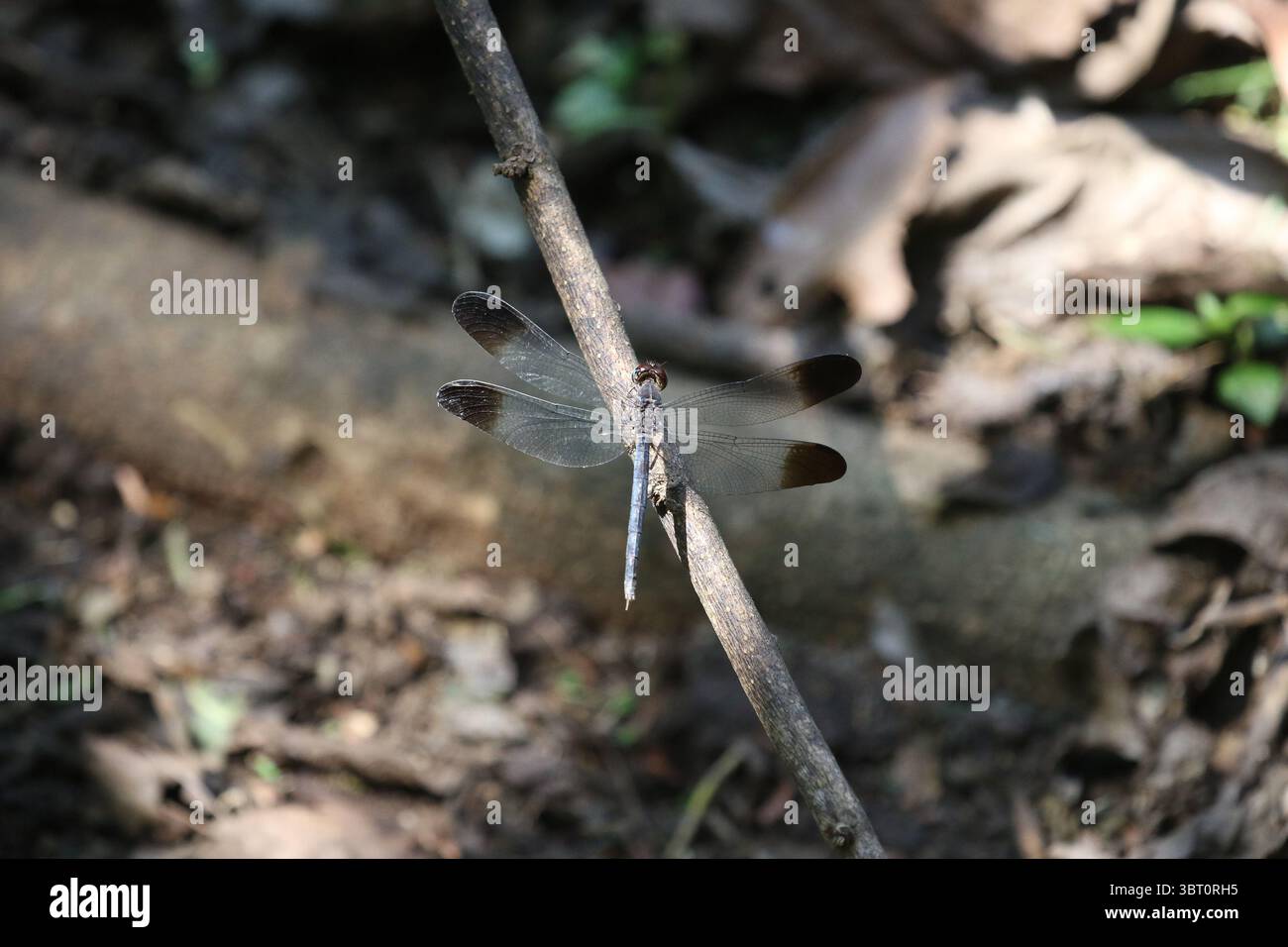 Große Holzskimmer Libelle - Uracis fastigiata Stockfoto