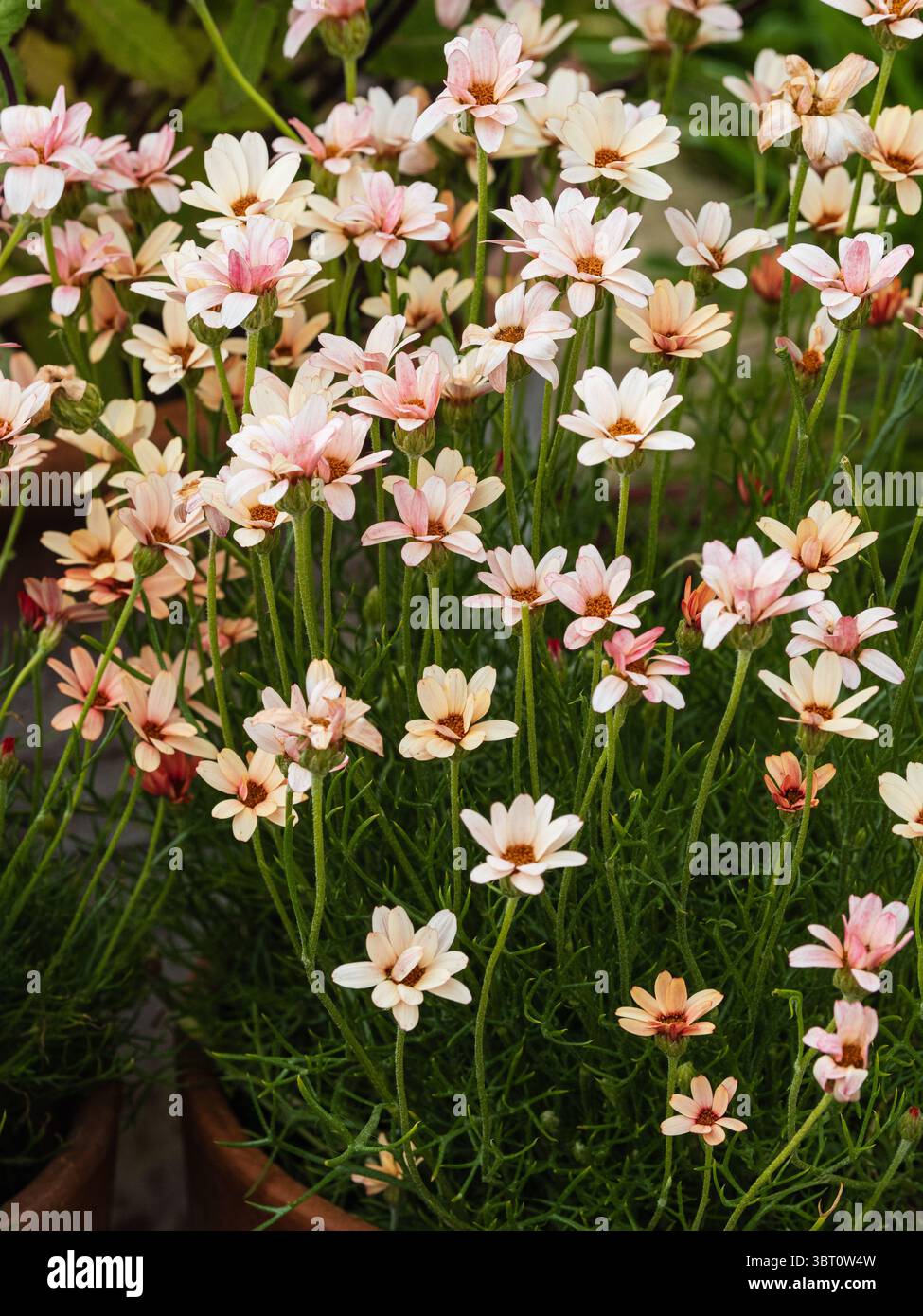 Blasses Aprikosensommerblumen über dem Farbenblatt der harten, ausdauernden marokkanischen Gänseblümchen, Rhodantheme hosmariense „Zagora Orange“ Stockfoto