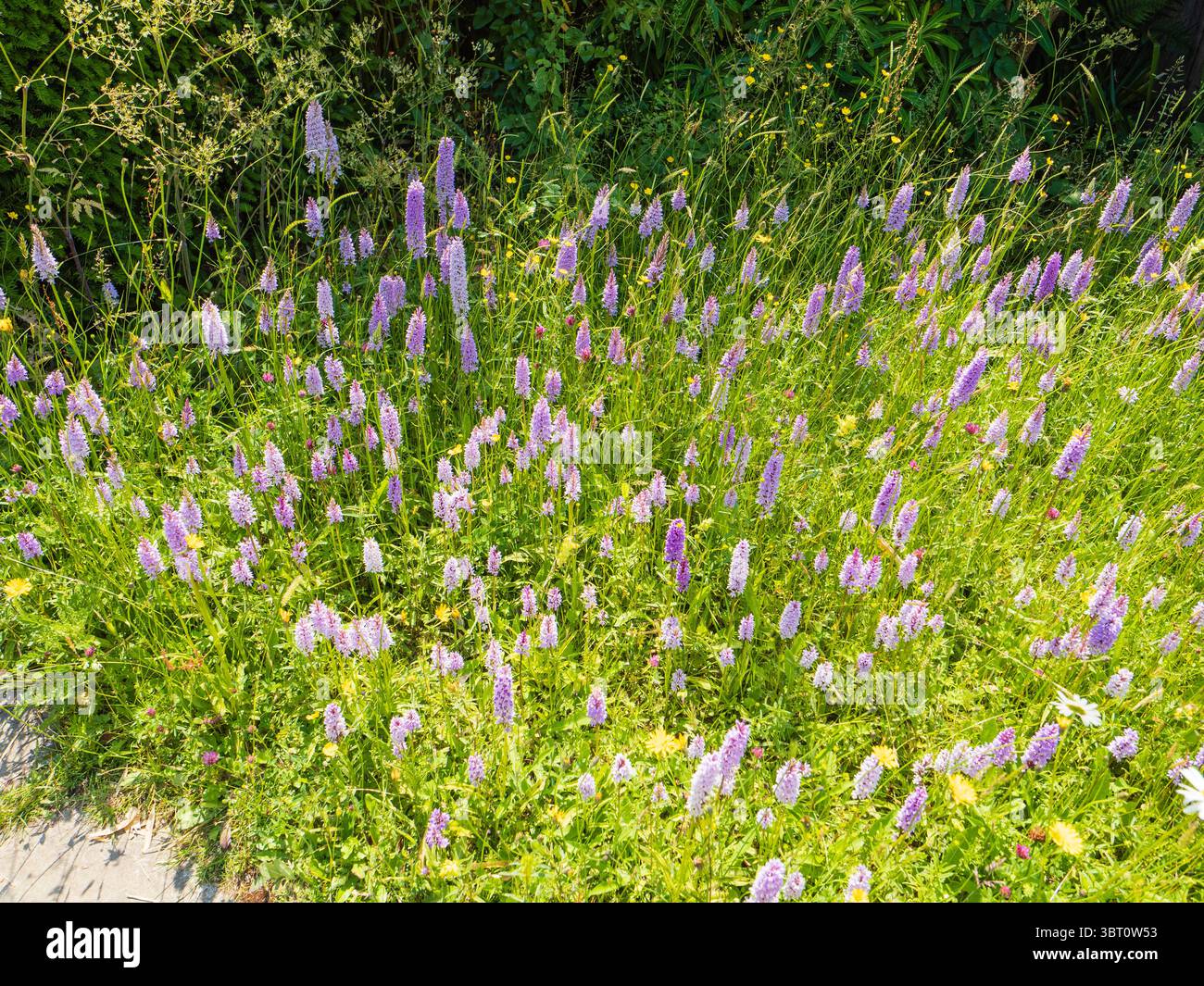 Eine große Ausstellung von gewöhnlichen gefleckten Orchideen, Dactylorhiza fuchsii, auf der blühenden Wiese von Great Dixter, Kent, Großbritannien Stockfoto