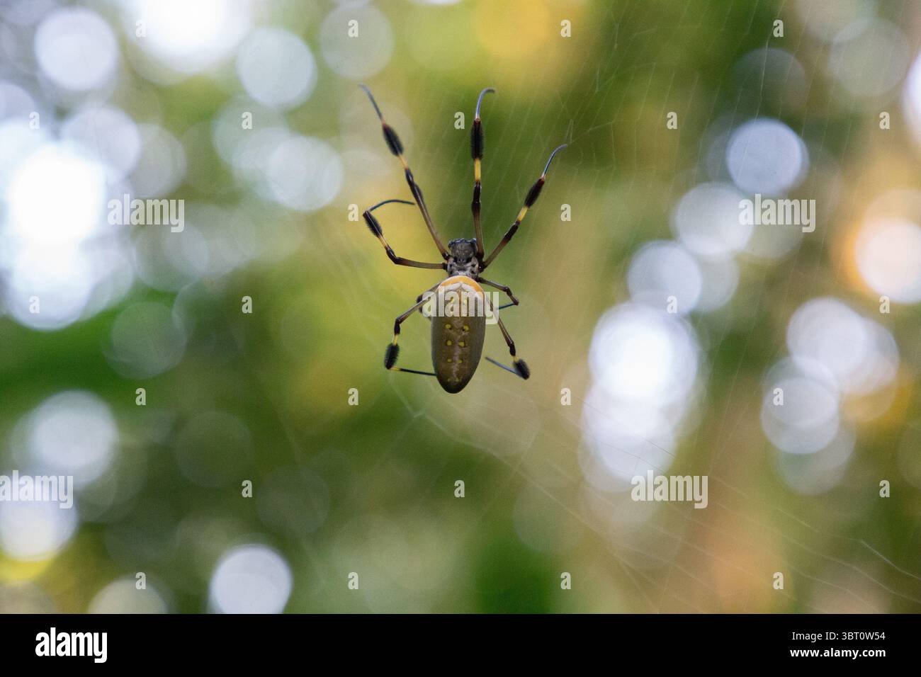 Golden Orb Spider Weibchen - Trichonephila clavipes? Stockfoto