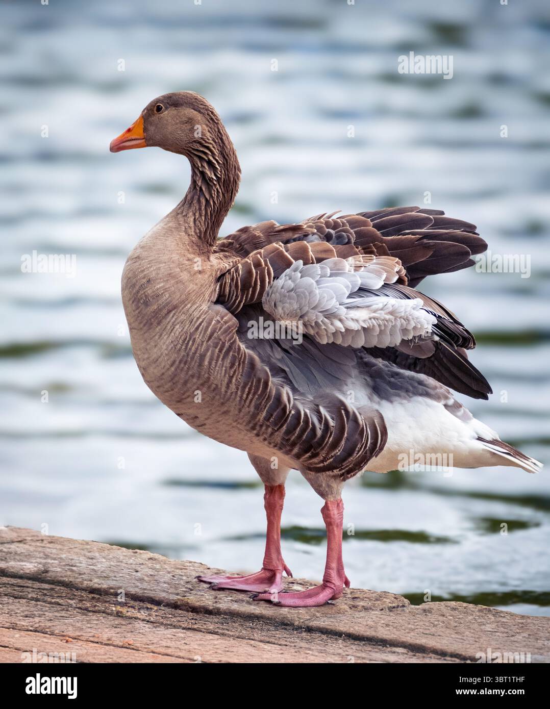 Ein Seitenbild einer Graugans, die mit ihren Flügeln flattert. Stockfoto