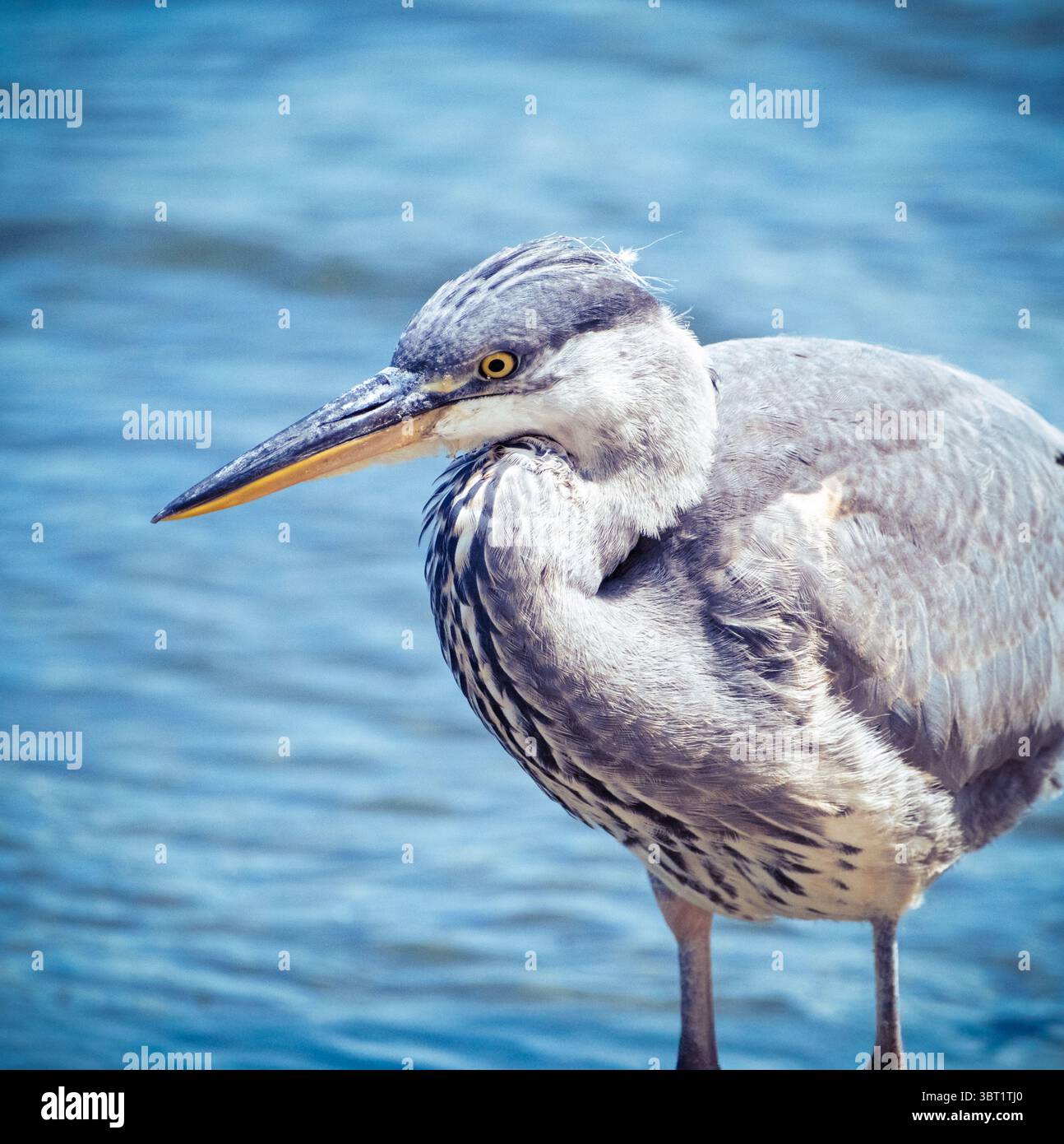 Seitenansicht eines grauen Herings. Stockfoto