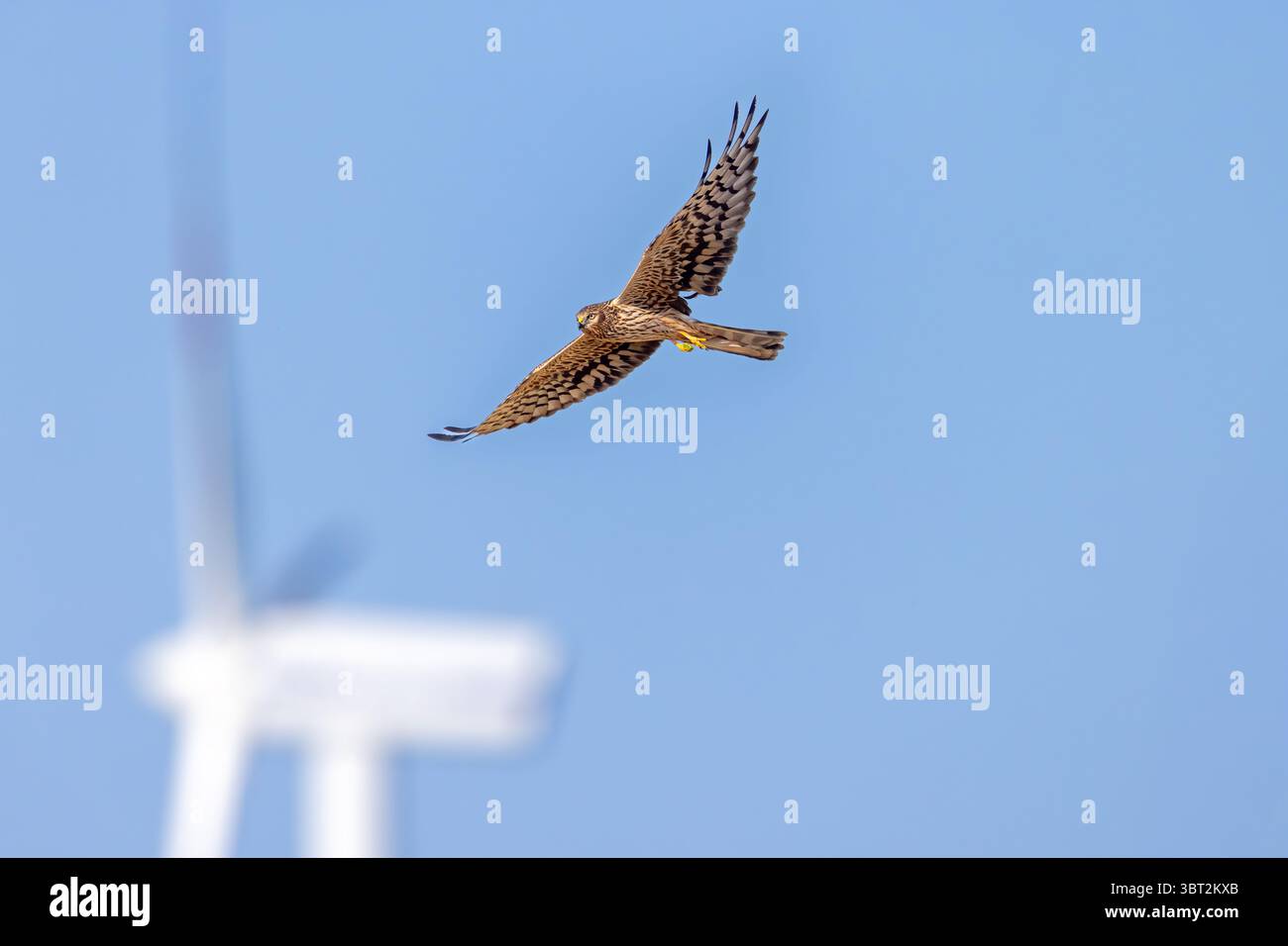 Montagus harrier (Circus pygargus) wandernde Weibchen, die an Drehblättern der Windmühle/Windkraftanlage vorbeifliegen Stockfoto