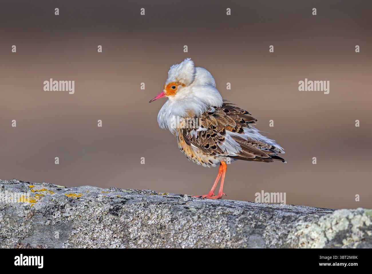 Ruff (Calidris pugnax) Satellit männlich mit weißem Ruff im Zuchtgefieder in lek im Frühjahr, Skandinavien Stockfoto