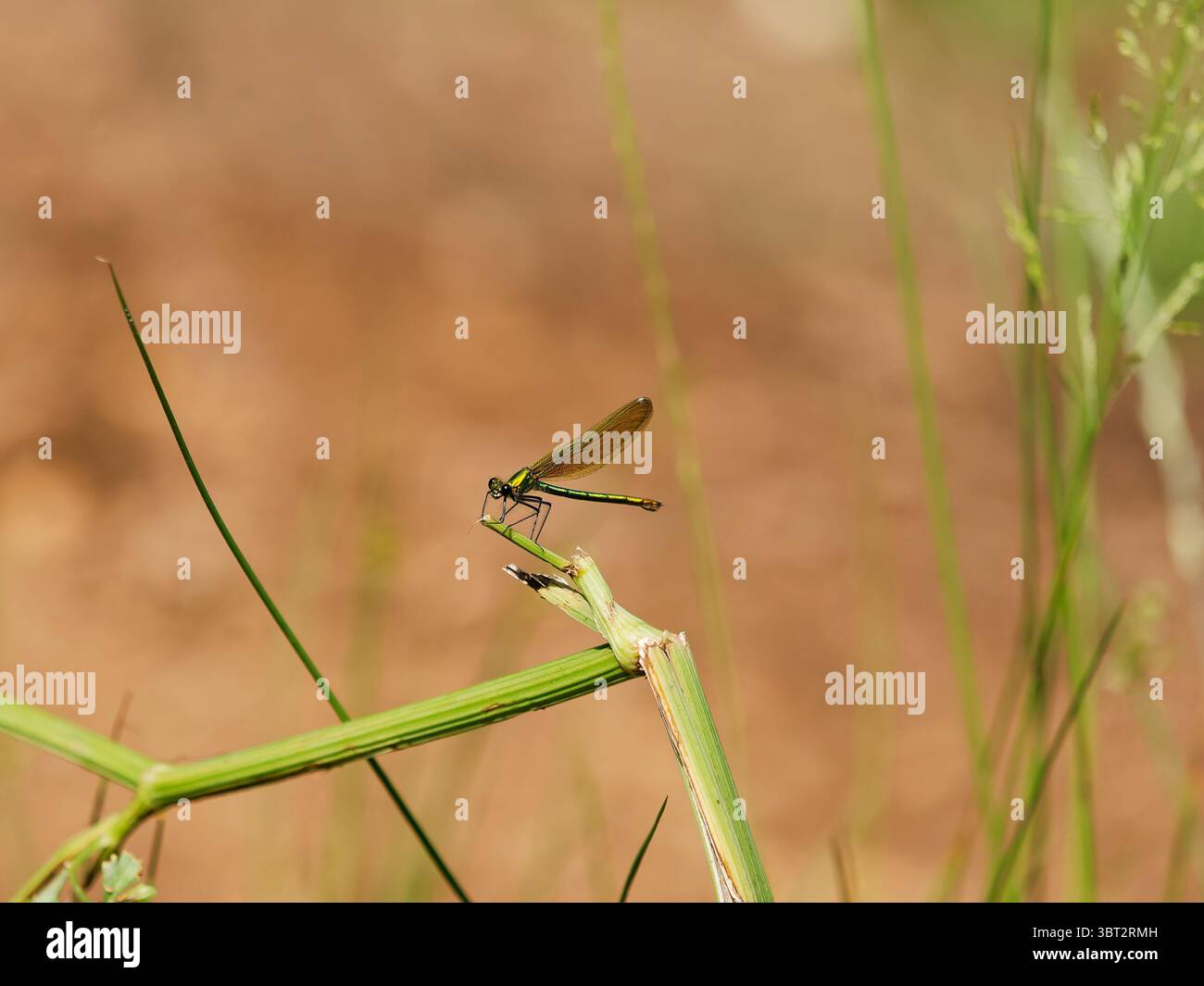 Weibliche Demoiselle auf einem Ast Stockfoto