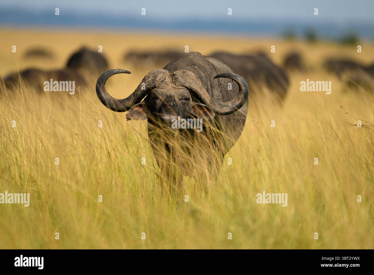 Kap-Büffel in hohen Gräsern, Masai Mara Reserve, Kenia Stockfoto