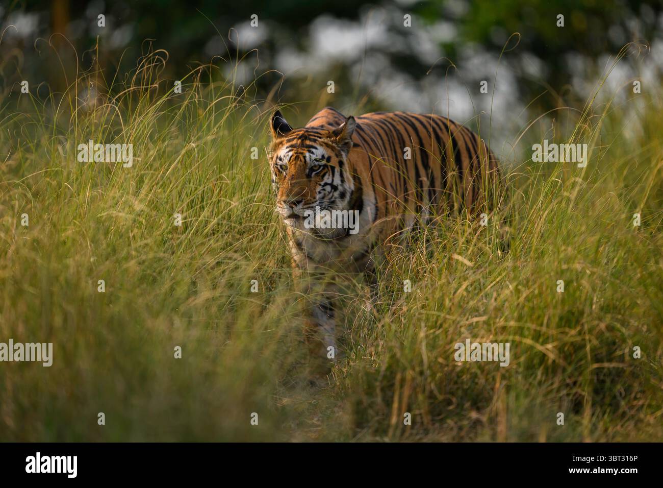 Tiger (Tigerin P-141), der durch die hohen Gräser läuft, Panna Tiger Reserve, Indien Stockfoto