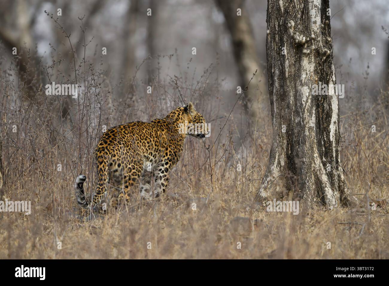 Indischer Leopard im trockenen Laubwald des Panna Tiger Reserve, Indien Stockfoto