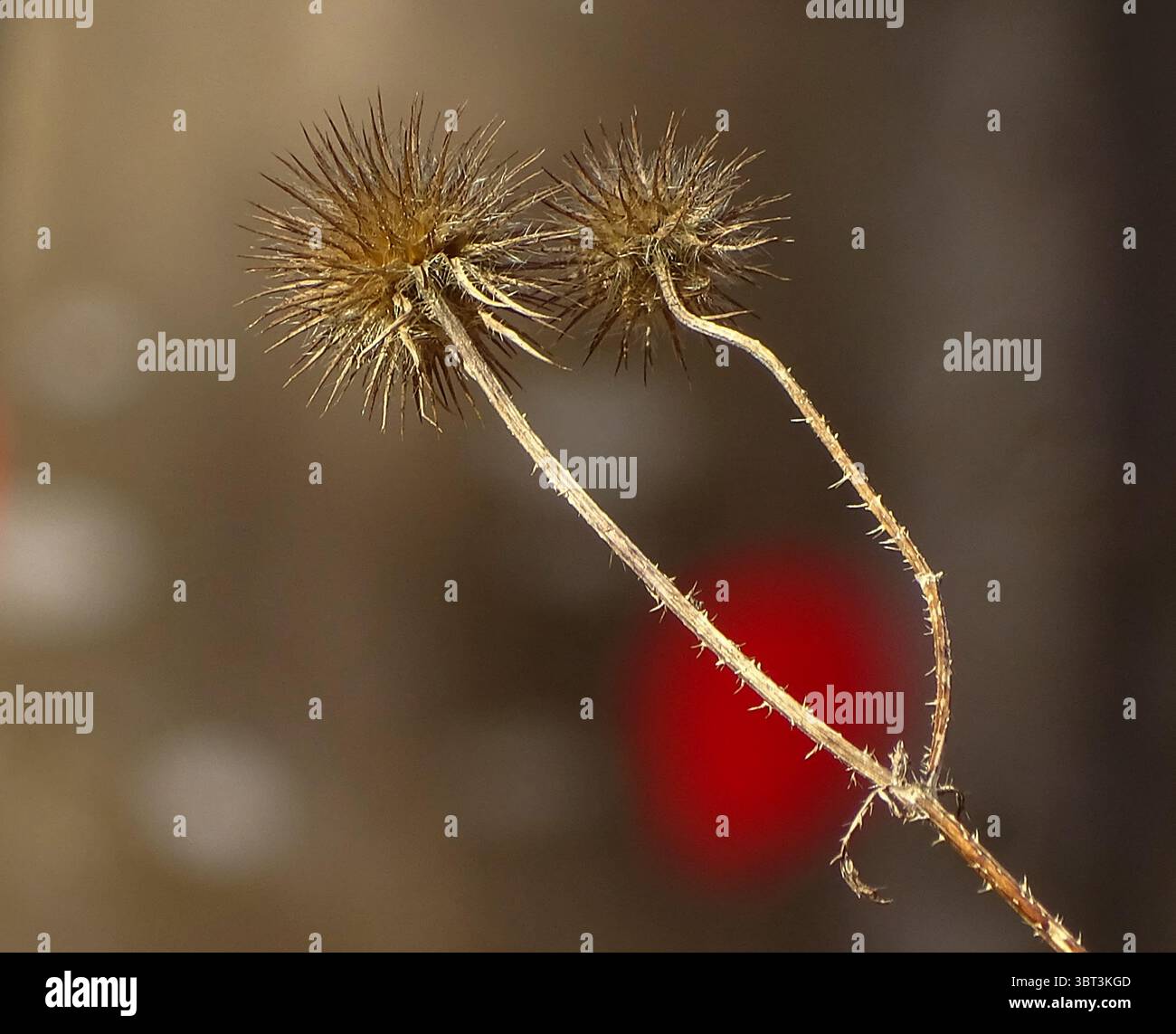 Eine Makroaufnahme einer getrockneten, dornigen Wildpflanze, die vor einem sanft verschwommenen kaffeefarbenen Hintergrund mit natürlichem Bokeh steht. Ein symbolisches Herbstbild. Stockfoto
