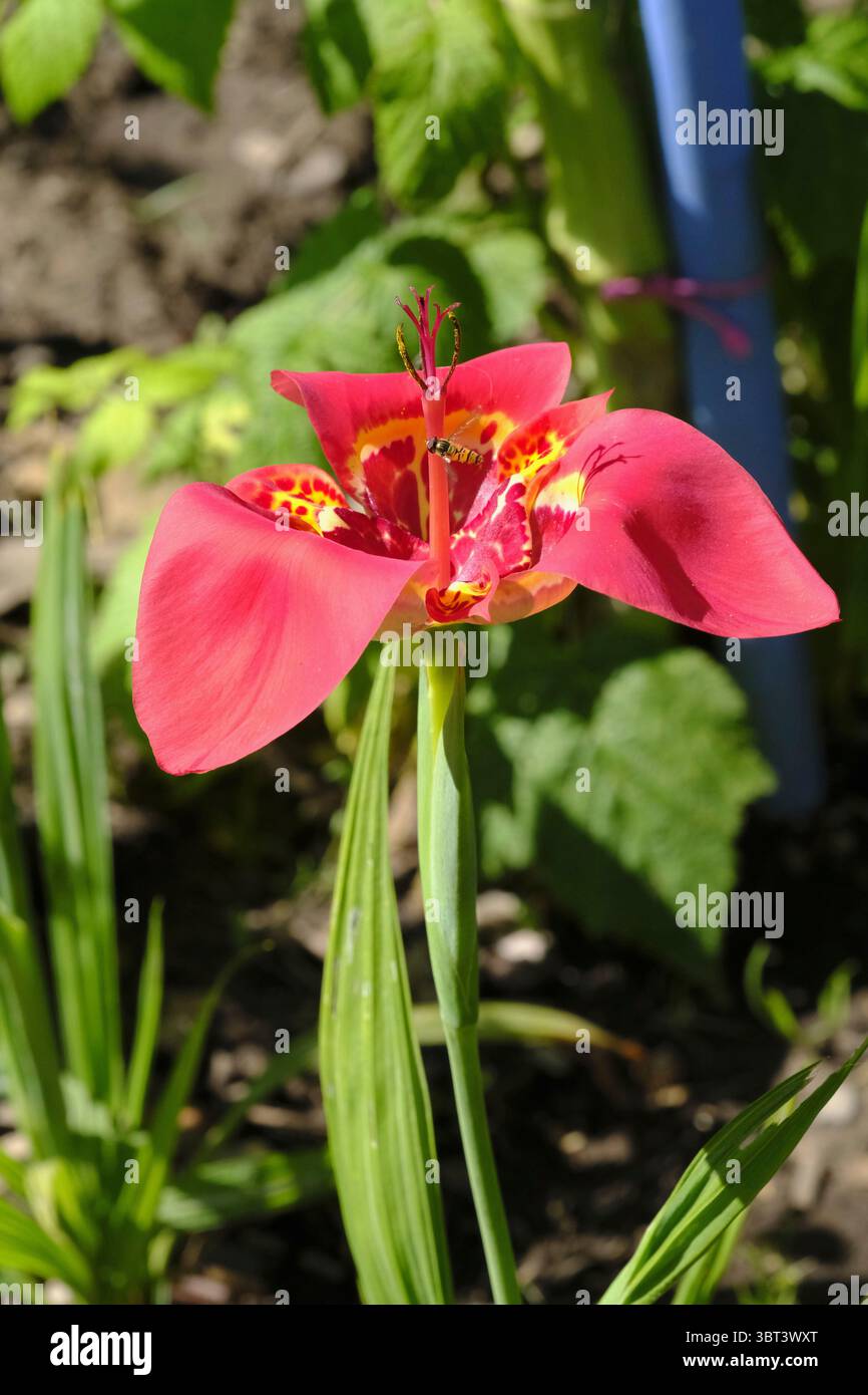 Lebendig und flüchtig – die Tigridia pavonia präsentiert ihre exotischen Blüten nur an einem Tag und macht jeden Auftritt zu einem besonderen Ereignis Stockfoto